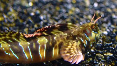 Yakın plan, erkek Sphynx blenny (Aidablennius sfenks). Karadeniz