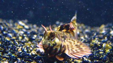 Yakın plan, erkek Sphynx blenny (Aidablennius sfenks). Karadeniz