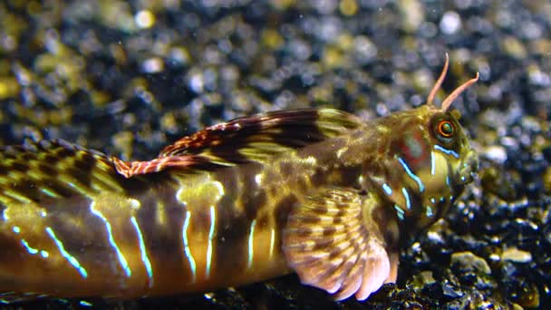 Κοντινό Πλάνο Αρσενικό Sphynx Blenny Aidablennius Sphynx Μαύρη Θάλασσα — Αρχείο Βίντεο