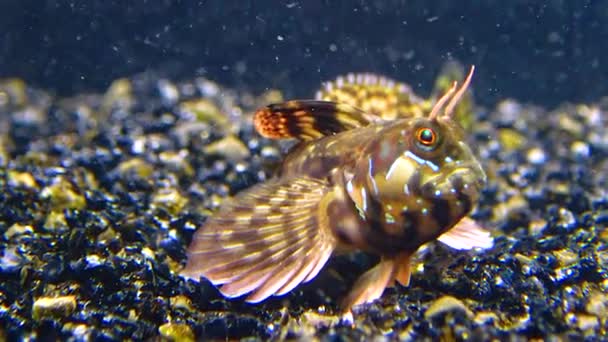 Збільшений Самець Sphynx Blenny Aidablennius Sphynx Чорне Море — стокове відео