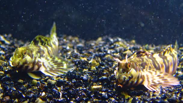 Самець Самиця Sphynx Blenny Aidablennius Sphynx Чорне Море — стокове відео
