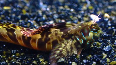 Yakın plan, erkek Sphynx blenny (Aidablennius sfenks). Karadeniz