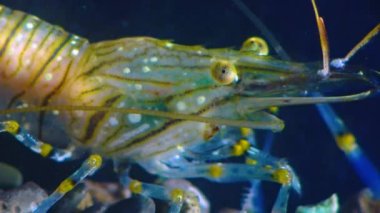Bileşik gözlü bir karides kafasının yakın çekimi Karides Besleme (Palaemon elegans), Karadeniz