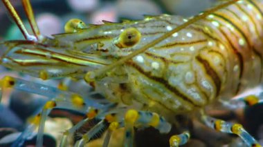 Bileşik gözlü bir karides kafasının yakın çekimi Karides Besleme (Palaemon elegans), Karadeniz