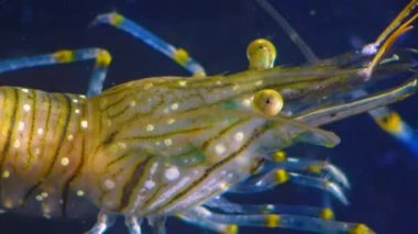 Bileşik gözlü bir karides kafasının yakın çekimi Karides Besleme (Palaemon elegans), Karadeniz