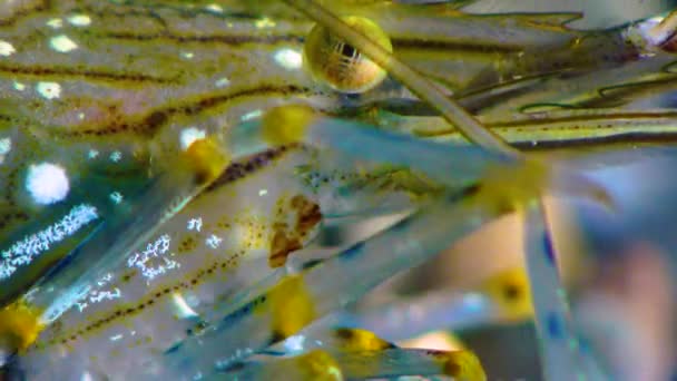 Zbliżenie Głowy Krewetki Złożonymi Oczami Odżywianie Krewetek Palaemon Elegans Morze — Wideo stockowe