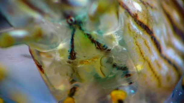 Detailní Záběr Hlavu Krevety Složenýma Očima Výživa Krevety Palaemon Elegans — Stock video