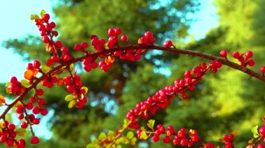 Yeşil yapraklardan oluşan bir zemin üzerinde kırmızı böğürtlen (Cotoneaster horizontalis)