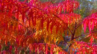 Bahçede zehirli bitki Sumac 'ın (Rhus typhina, Anacardiaceae) kırmızı sonbahar yaprakları, sürgülü atış
