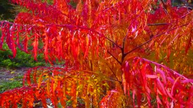 Bahçede zehirli bitki Sumac 'ın (Rhus typhina, Anacardiaceae) kırmızı sonbahar yaprakları, sürgülü atış