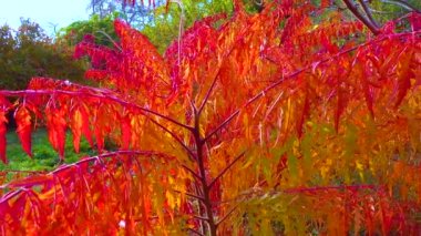 Bahçede zehirli bitki Sumac 'ın (Rhus typhina, Anacardiaceae) kırmızı sonbahar yaprakları, sürgülü atış