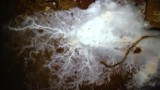 潮湿的敖德萨地下墓穴中腐烂木材和有机物残留物上的蠕变霉菌群 — 图库视频影像