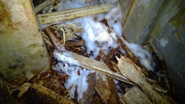 Krypande Mögelkolonier Ruttet Trä Och Organiska Rester Fuktiga Odessa Katakomberna — Stockvideo
