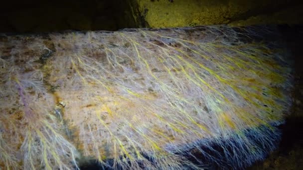 Colônias Mofo Rastejantes Madeira Podre Restos Orgânicos Nas Catacumbas Úmidas — Vídeo de Stock