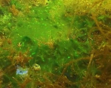 Yeşil alg Ulva lactuca, Karadeniz 'deki bir kayanın üzerindeki mavi-yeşil alg tabakası.