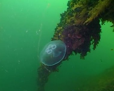 Suda yüzen denizanaları yaygın (ay) Aurelia aurita, Karadeniz