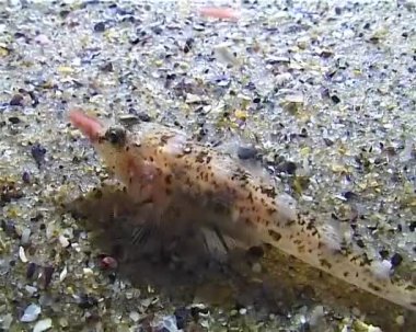 Balık deniz solucanı yakalar ve onları yer. Kumlu deniz tabanında gizlenmiş keçi keçisi Pomatoschistus Marmoratus. Karadeniz