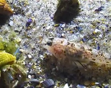 Balık deniz solucanı yakalar ve onları yer. Kumlu deniz tabanında gizlenmiş keçi keçisi Pomatoschistus Marmoratus. Karadeniz