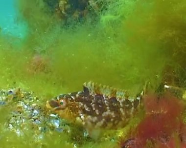 Büyük erkek balık Grey wrasse (Sympodus cinereus) alglerden yapılmış bir yuvada yumurtaları korur.