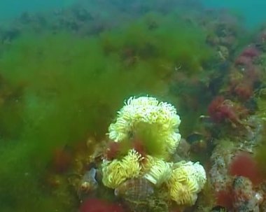 Yırtıcı yumuşakça Rapana venosa, Karadeniz'de istilacı koza