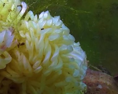 Yırtıcı yumuşakça Rapana venosa, Karadeniz'de istilacı koza