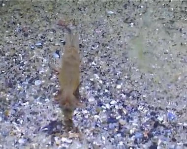 Karides Baltık karidesi (Palaemon adspersus). Karadeniz