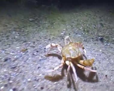 Yüzen yengeç (Makropipus holsatus). Karadeniz 'in Hayvanı.