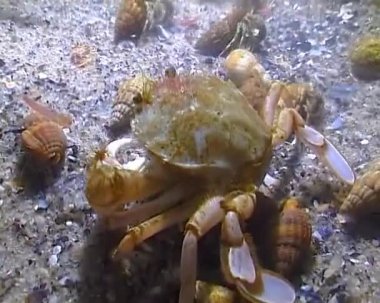 Uçan yengeç (Liocarcinus holsatus), yengeç geceleri Karadeniz 'in dibinde deniz solucanı yakalar ve yer.