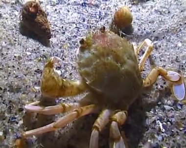 Uçan yengeç (Liocarcinus holsatus), yengeç geceleri Karadeniz 'in dibinde deniz solucanı yakalar ve yer.