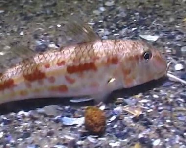 Mullus barbatus ponticus - Karadeniz 'in gece karanlığında kumların üzerinde balık