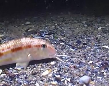 Mullus barbatus ponticus - Karadeniz 'in gece karanlığında kumların üzerinde balık