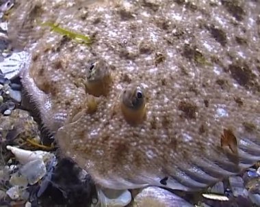 Karadeniz Balığı. Düz balık tabanı (Pegusa lascaris), kuma benzer, yavaşça yüzer ve altta yatar.