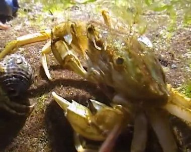 Uçan yengeç (Liocarcinus holsatus), yengeç geceleri Karadeniz 'in dibinde deniz solucanı yakalar ve yer.