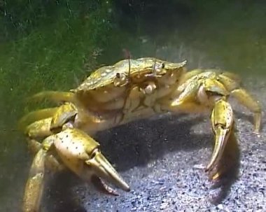 Karadeniz, Yeşil Yengeç (Carcinus aestuarii), dipte yakalanan başka bir yengeç türü yer.