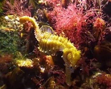 Karadeniz 'de midyeler arasında saklanan kısa burunlu deniz atı (Hipokampus hipokampüsü)