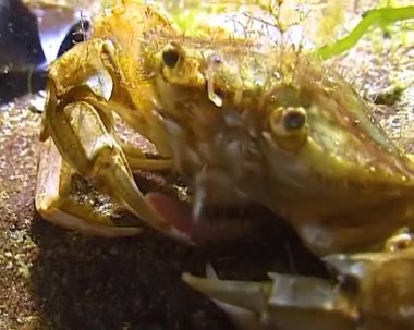 Uçan yengeç (Liocarcinus holsatus), yengeç geceleri Karadeniz 'in dibinde deniz solucanı yakalar ve yer.