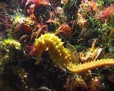 Karadeniz 'de midyeler arasında saklanan kısa burunlu deniz atı (Hipokampus hipokampüsü)