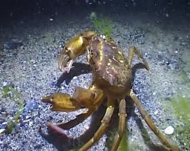 Denizin ötrofikasyonu ve kirliliği, Karadeniz fırtınası sırasında kirli köpüklü dalgalar kıyıya vuruyor.