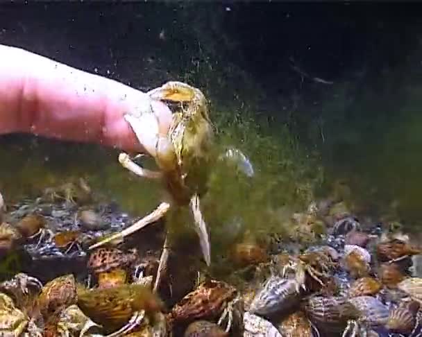 Kepiting Terbang Liocarcinus Holsatus Kepiting Menangkap Dan Makan Cacing Laut — Stok Video