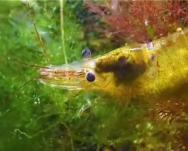 Shrimp Baltic Prawn Palaemon Adspersus Black Sea — Stock Video