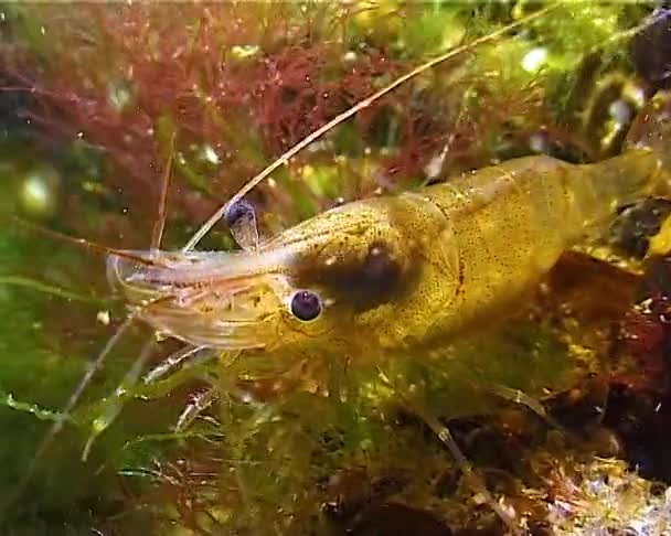 Shrimp Baltic Prawn Palaemon Adspersus Black Sea — Stock Video