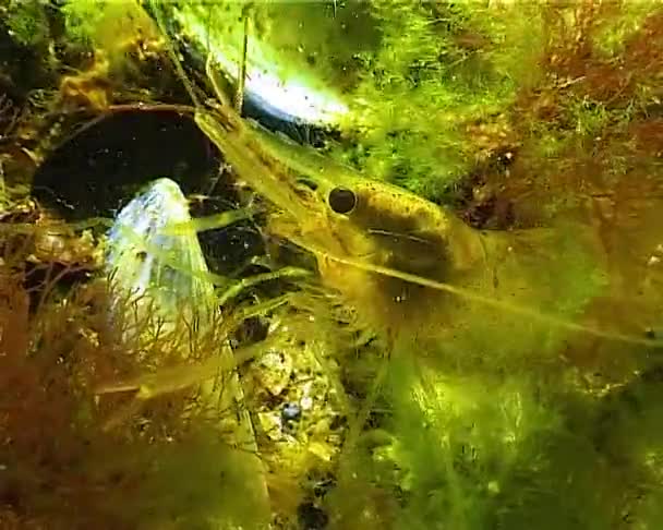 Креветки Балтійські Креветки Palaemon Adspersus Чорне Море — стокове відео