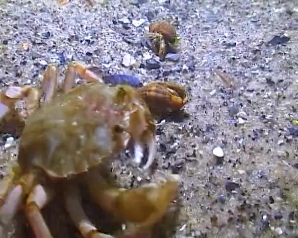 Fliegender Krebs Liocarcinus Holsatus Krabbe Fängt Und Frisst Nachts Meereswürmer — Stockvideo