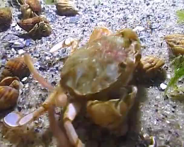 Crabe Volant Liocarcinus Holsatus Crabe Capture Mange Des Vers Mer — Video