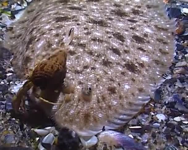 Ψάρια Της Μαύρης Θάλασσας Επίπεδη Γλώσσα Pegusa Lascaris Παρόμοια Την — Αρχείο Βίντεο