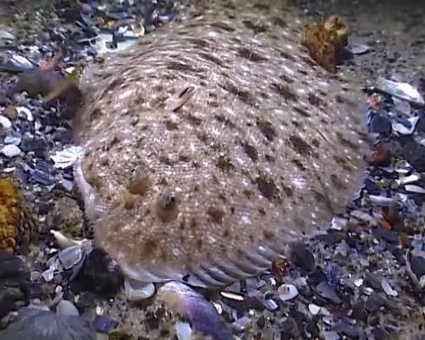 Риба Чорного Моря Товста Риба Пісок Pegusa Lascaris Подібна Піску — стокове відео