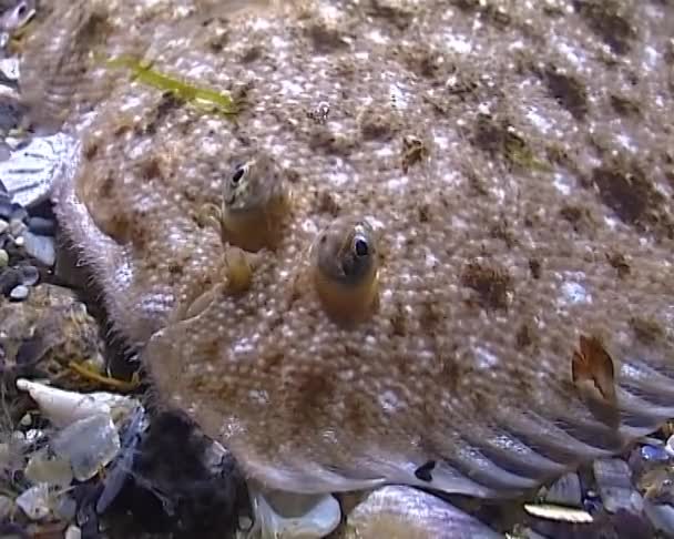 Ψάρια Της Μαύρης Θάλασσας Επίπεδη Γλώσσα Pegusa Lascaris Παρόμοια Την — Αρχείο Βίντεο