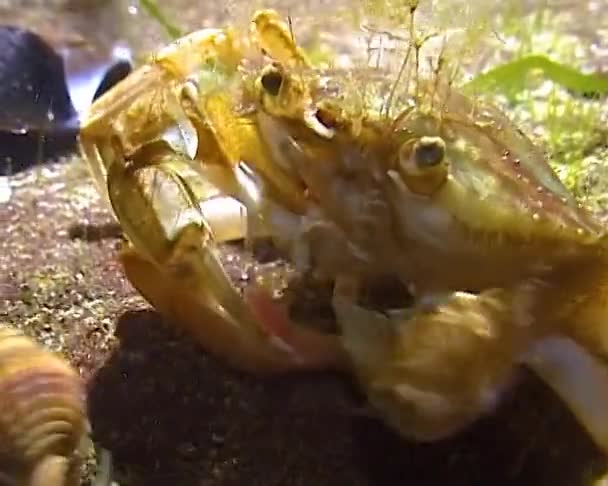 Flying Crab Liocarcinus Holsatus Crab Catches Eats Sea Worms Bottom — Stock Video