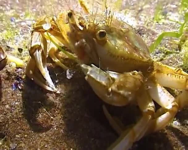 Crabul Zburător Liocarcinus Holsatus Crabii Prinde Mănâncă Viermi Mare Fundul — Videoclip de stoc