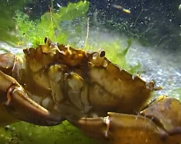 绿螃蟹 Carcinus Aestuarii 的营养 吃在海底捕获的另一种螃蟹 — 图库视频影像
